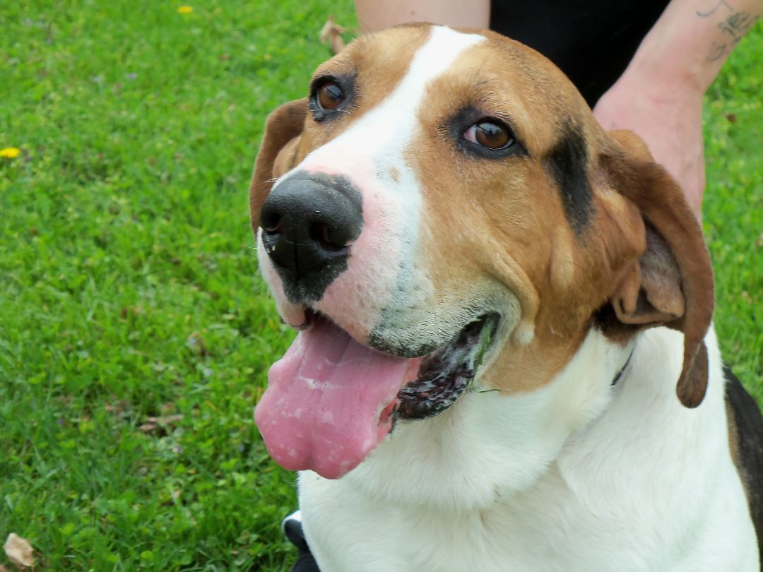 Freddie, an adoptable Coonhound in Osgood, IN, 47037 | Photo Image 3