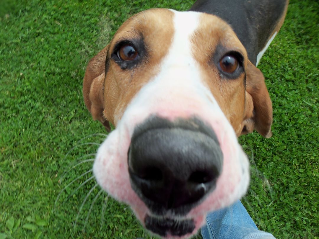 Freddie, an adoptable Coonhound in Osgood, IN, 47037 | Photo Image 4