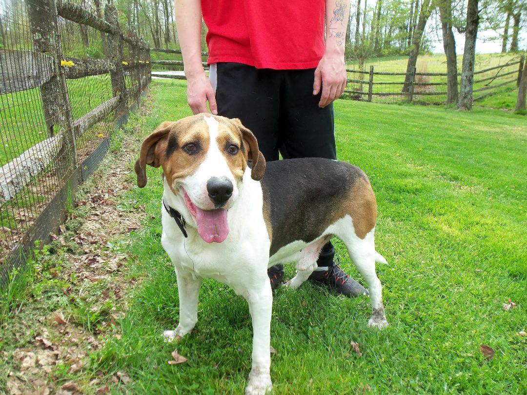Freddie, an adoptable Coonhound in Osgood, IN, 47037 | Photo Image 5