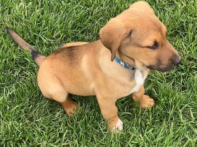 Trevor, an adoptable Labrador Retriever & Mastiff Mix in Cincinnati, OH_image-1