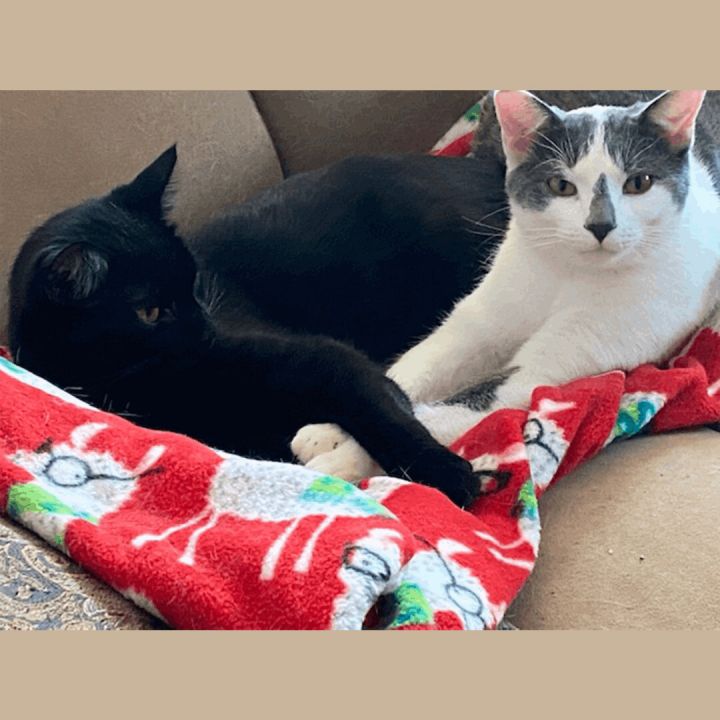 Jay & Downy (Bonded Pair), an adoptable Domestic Short Hair Mix in Minneapolis, MN_image-1