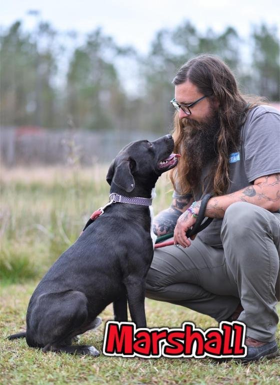Marshall, an adoptable Black Labrador Retriever Mix in Rockville, MD_image-2