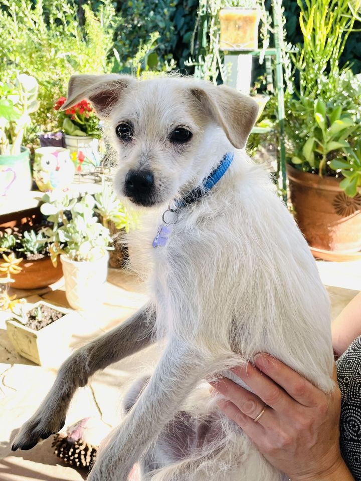 Eve transfusion Halvkreds Dog for adoption - Dwight, a Miniature Schnauzer & Whippet Mix in Woodland  Hills, CA | Petfinder