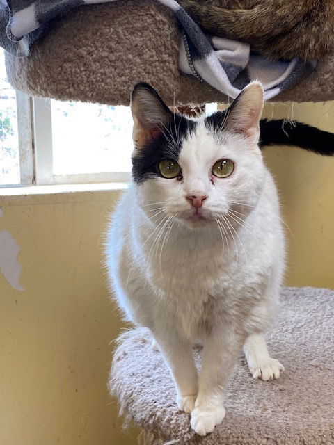 TC, an adoptable Domestic Long Hair, Siamese in Escondido, CA, 92026 | Photo Image 1