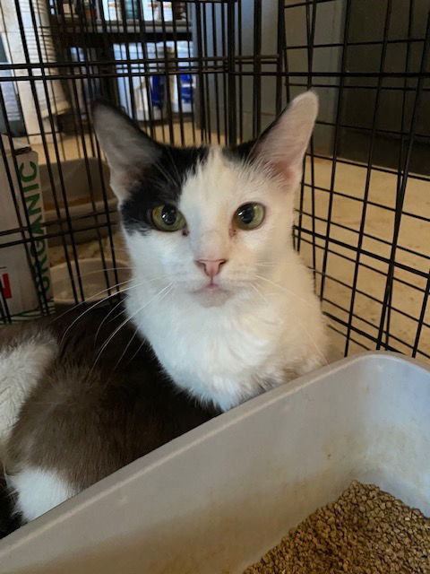 TC, an adoptable Domestic Long Hair, Siamese in Escondido, CA, 92026 | Photo Image 2