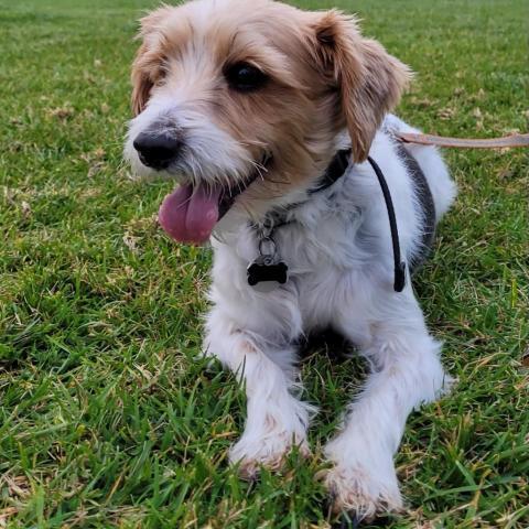Griffin, an adoptable Jack Russell Terrier & Poodle Mix in San Diego, CA_image-1