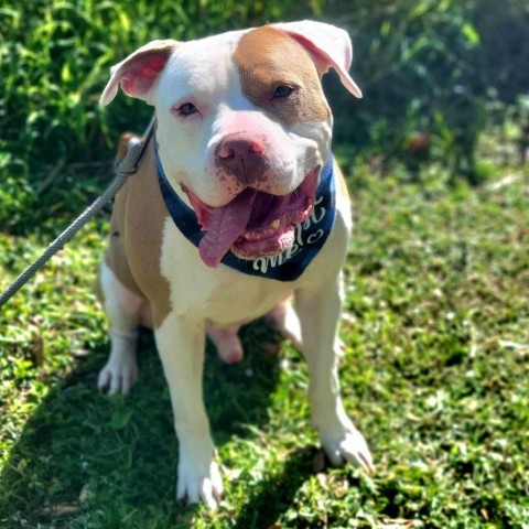 Casanova, an adoptable Mixed Breed in Port Charlotte, FL, 33980 | Photo Image 1