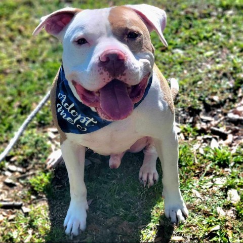 Casanova, an adoptable Mixed Breed in Port Charlotte, FL, 33980 | Photo Image 3