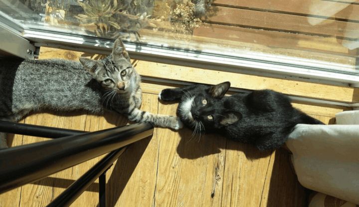Diane's Kittens, an adoptable Domestic Short Hair in Williamsburg, NM_image-6