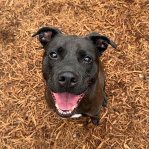 This poor sweet girl could really use a foster It is so sad to see her aging in boarding and