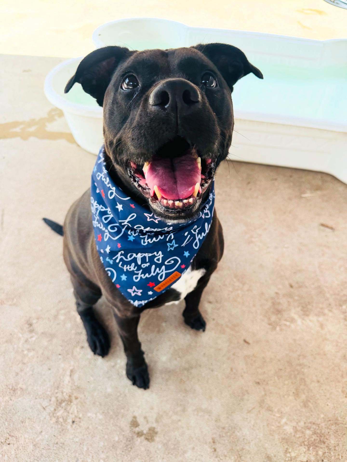 LadyBird, an adoptable Labrador Retriever, Pit Bull Terrier in Houston, TX, 77019 | Photo Image 1