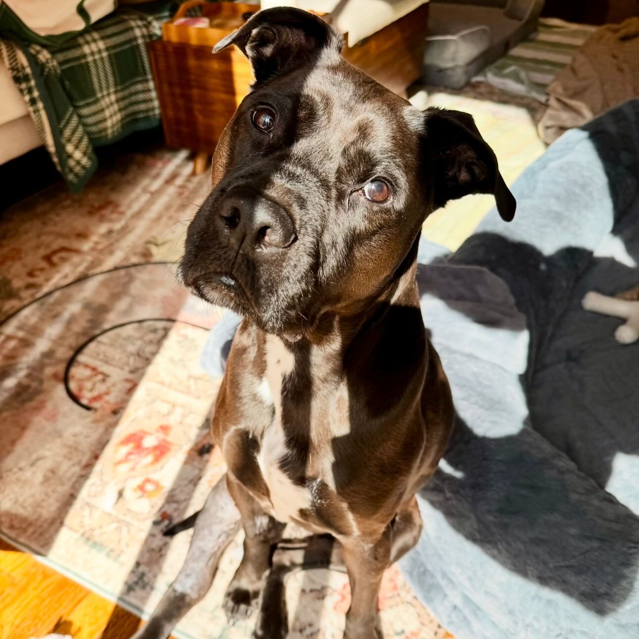 LadyBird, an adoptable Labrador Retriever, Pit Bull Terrier in Houston, TX, 77019 | Photo Image 2
