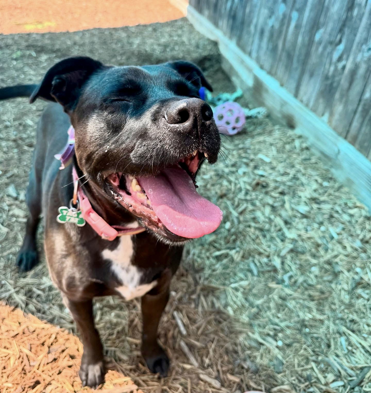 LadyBird, an adoptable Labrador Retriever, Pit Bull Terrier in Houston, TX, 77019 | Photo Image 2