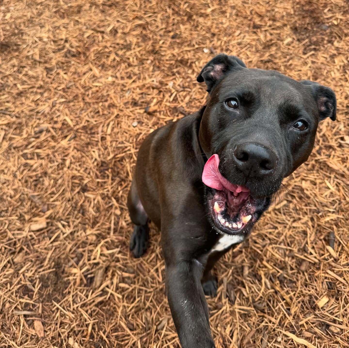 LadyBird, an adoptable Labrador Retriever, Pit Bull Terrier in Houston, TX, 77019 | Photo Image 3