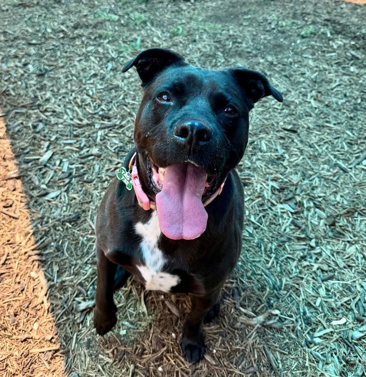 LadyBird, an adoptable Labrador Retriever, Pit Bull Terrier in Houston, TX, 77019 | Photo Image 3