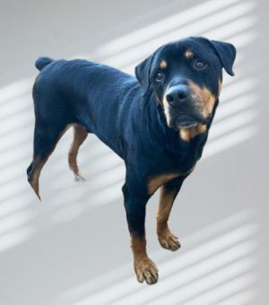 Meet Kasper a stunning Rottweiler whose journey to finding a loving home has been marked with resil