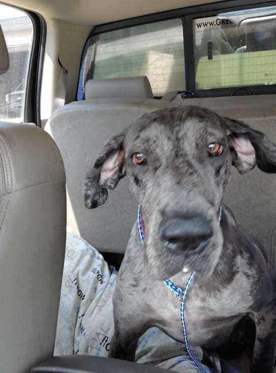 Della, an adoptable Great Dane in Foreman, AR, 71836 | Photo Image 1