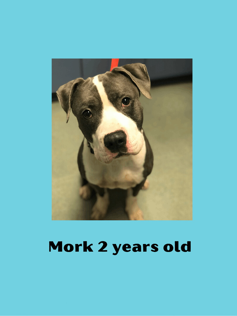 Mork, an adoptable Mixed Breed in Ravenna, OH, 44266 | Photo Image 2