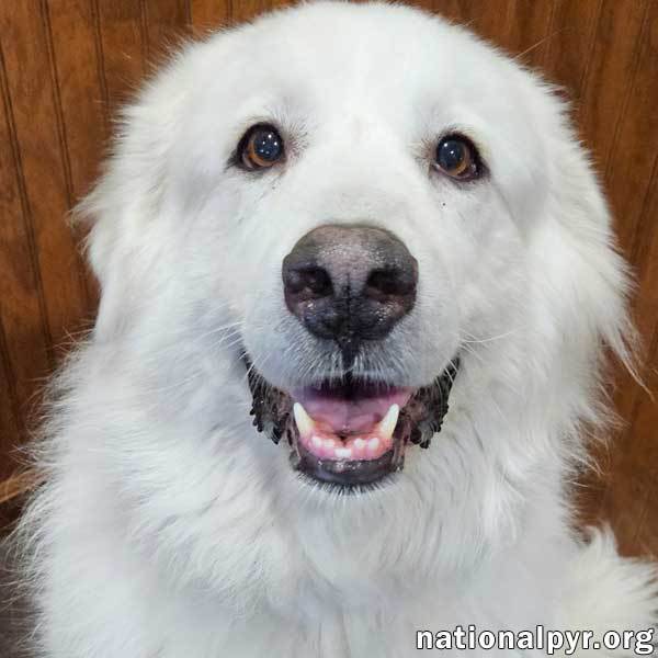 Nancy in TN - Adores Attention & Affection!