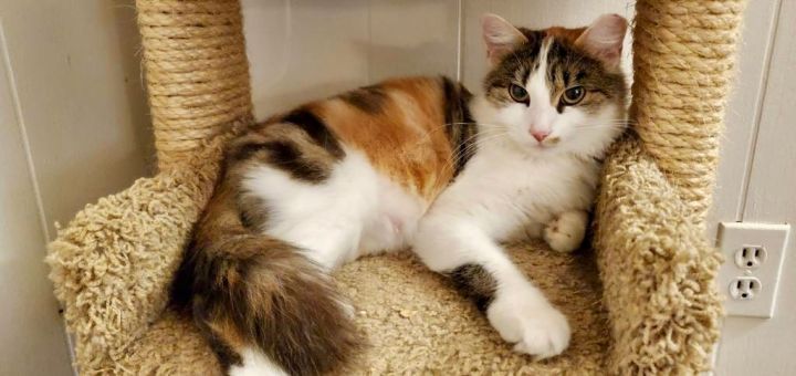 Juliet, an adopted Calico in Montgomery, AL_image-5