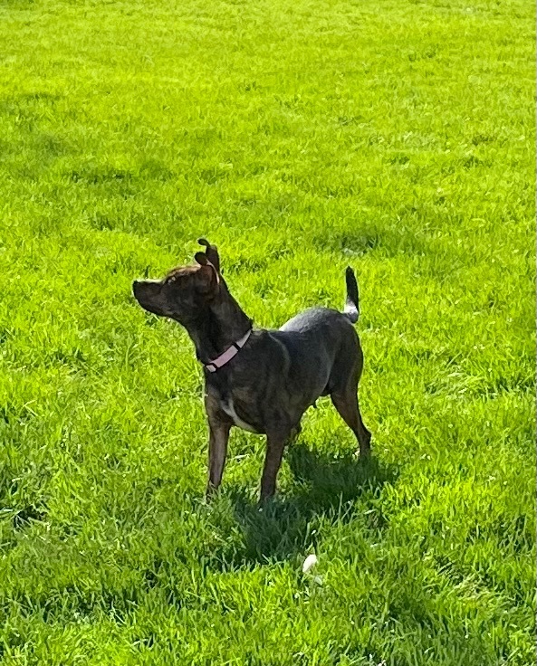 Jada, an adoptable Plott Hound & Terrier Mix in Cincinnati, OH_image-1
