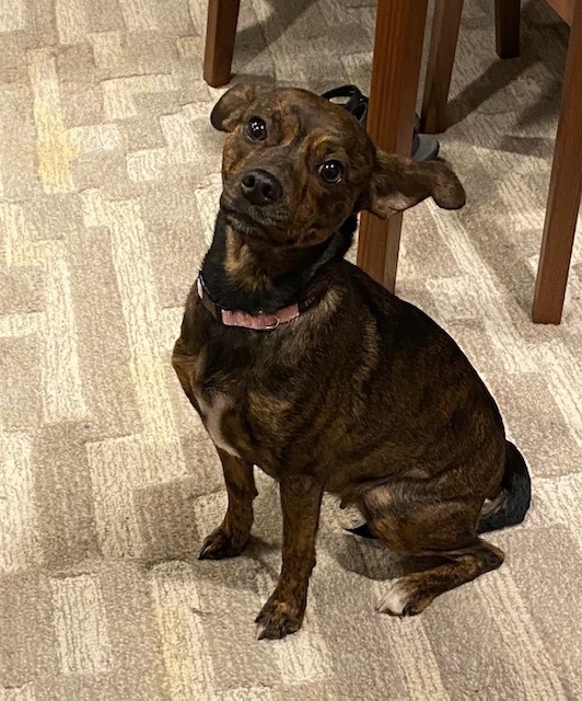Jada, an adoptable Plott Hound & Terrier Mix in Cincinnati, OH_image-2