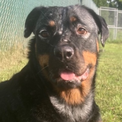 Dog for adoption - Ana, a Rottweiler Mix in Lafayette, NJ | Petfinder