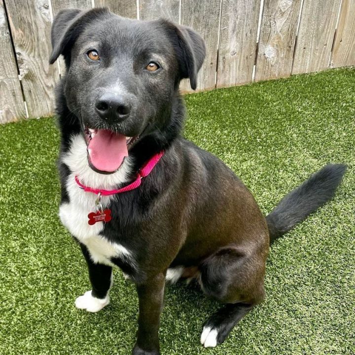 Onyx, an adoptable Border Collie Mix in Springfield, MO_image-1