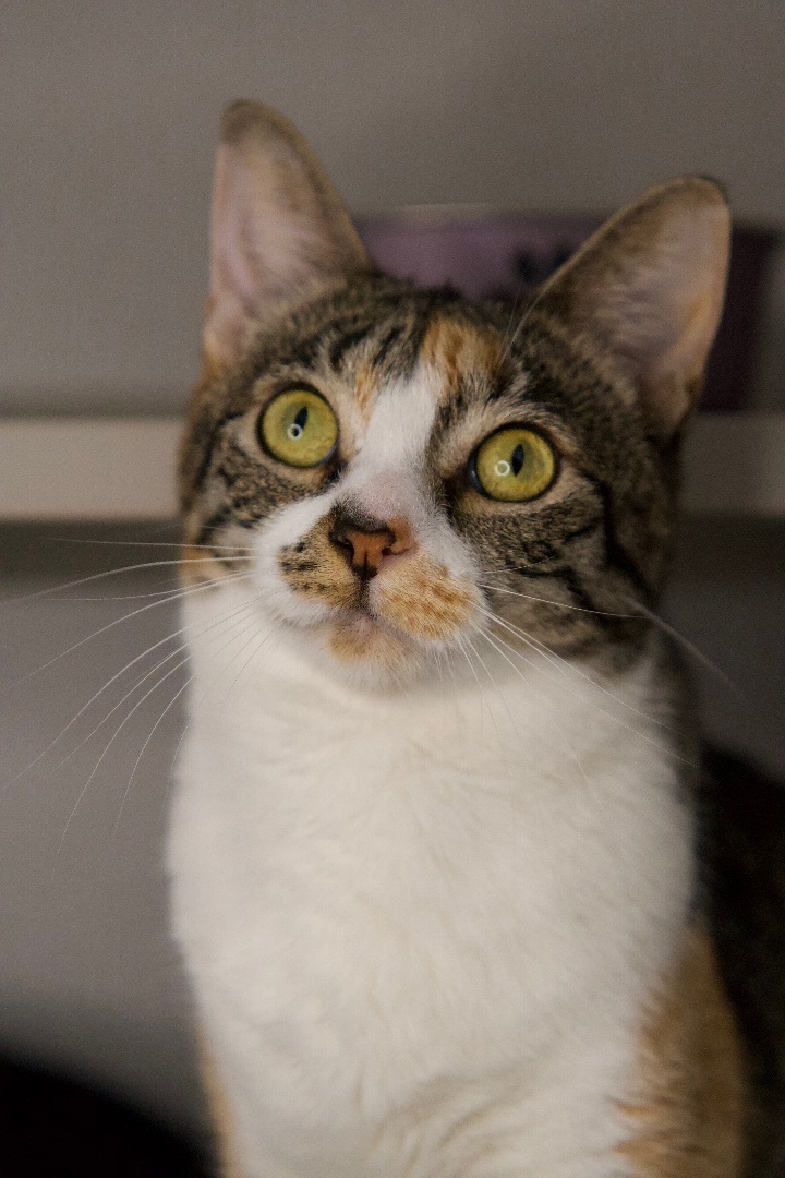 Laviolette, an adoptable Domestic Short Hair & Tabby Mix in Los Angeles, CA_image-4
