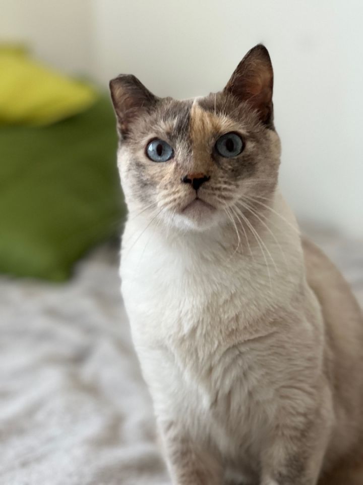 Fanny, an adoptable Domestic Short Hair & Siamese Mix in Los Angeles, CA_image-2