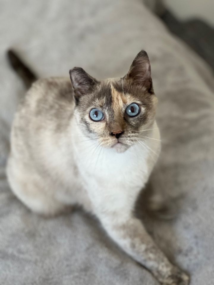 Fanny, an adoptable Domestic Short Hair & Siamese Mix in Los Angeles, CA_image-5