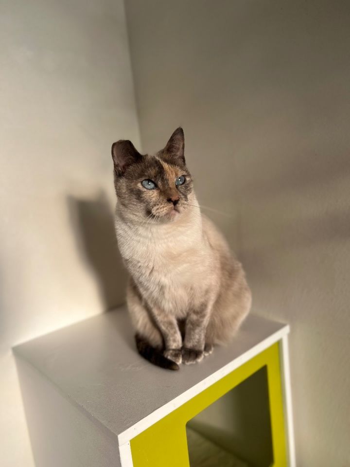 Fanny, an adoptable Domestic Short Hair & Siamese Mix in Los Angeles, CA_image-6