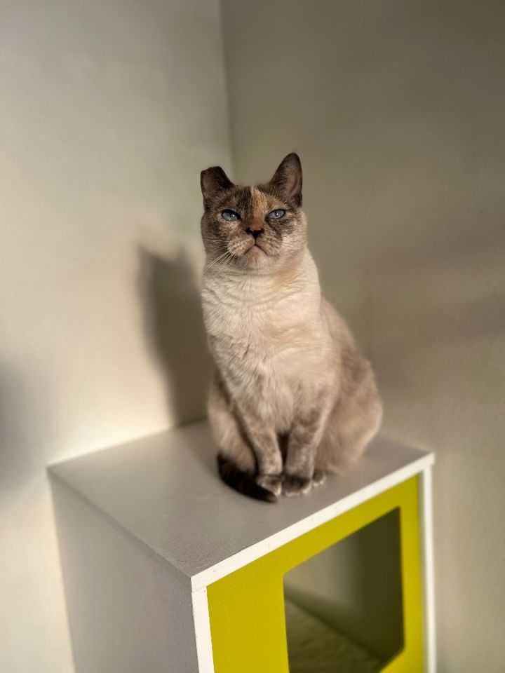 Fanny, an adoptable Domestic Short Hair & Siamese Mix in Los Angeles, CA_image-6
