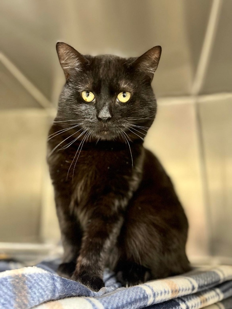 Atti, an adoptable Domestic Short Hair in Ogden, UT, 84409 | Photo Image 1