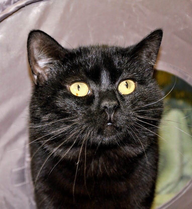 Atti, an adoptable Domestic Short Hair in Ogden, UT, 84409 | Photo Image 2