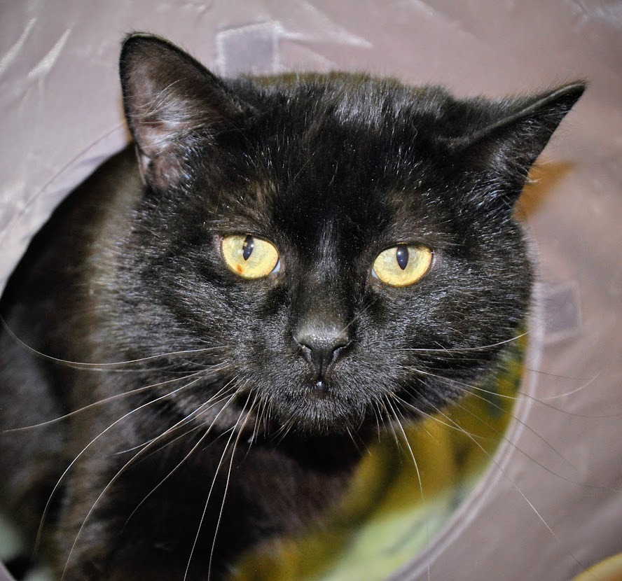 Atti, an adoptable Domestic Short Hair in Ogden, UT, 84409 | Photo Image 3