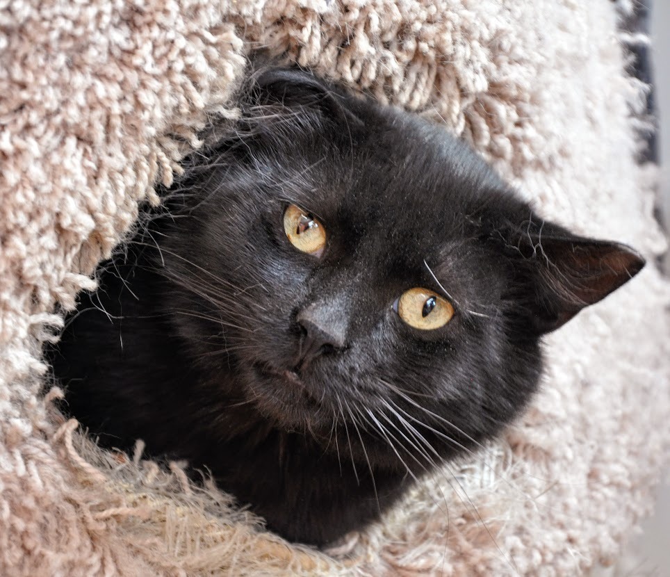 Atti, an adoptable Domestic Short Hair in Ogden, UT, 84409 | Photo Image 4