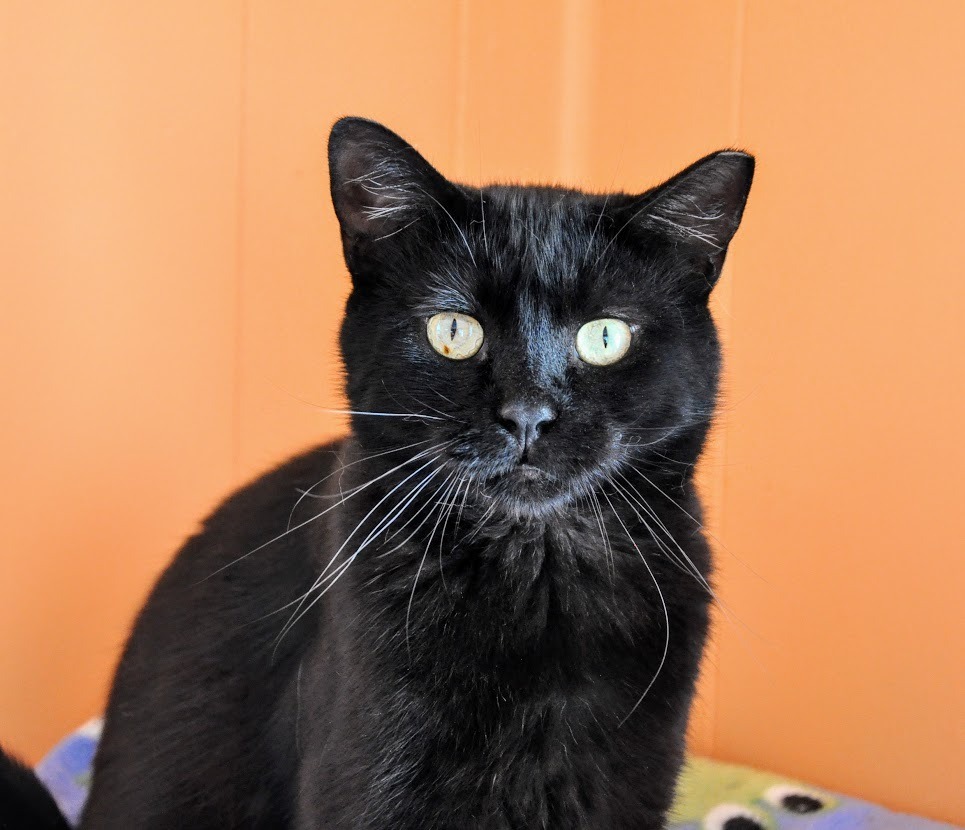 Atti, an adoptable Domestic Short Hair in Ogden, UT, 84409 | Photo Image 5