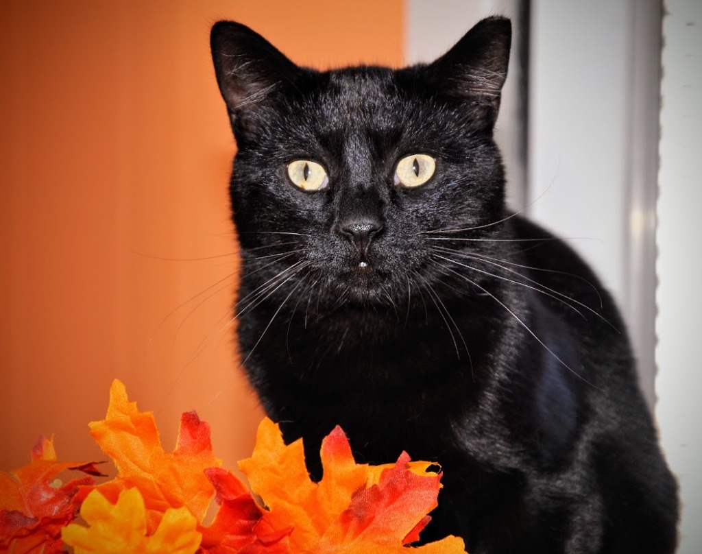 Atti, an adoptable Domestic Short Hair in Ogden, UT, 84409 | Photo Image 6