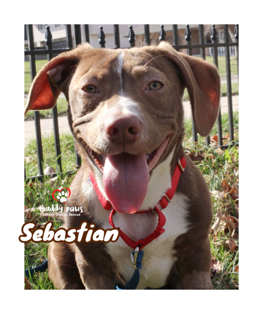 Sebastian - Adoption Pending