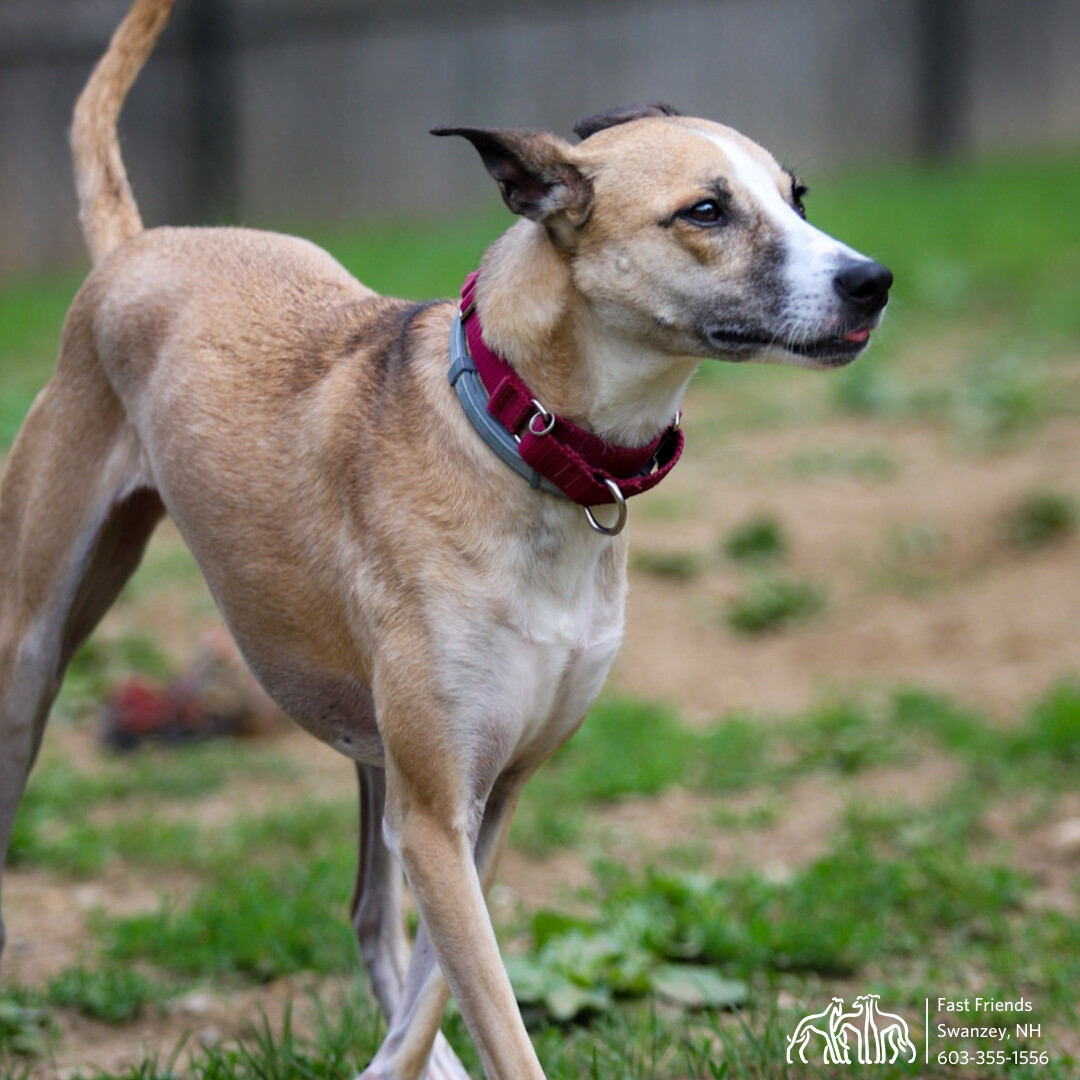 Asha, an adoptable Mixed Breed in Swanzey, NH, 03446 | Photo Image 1