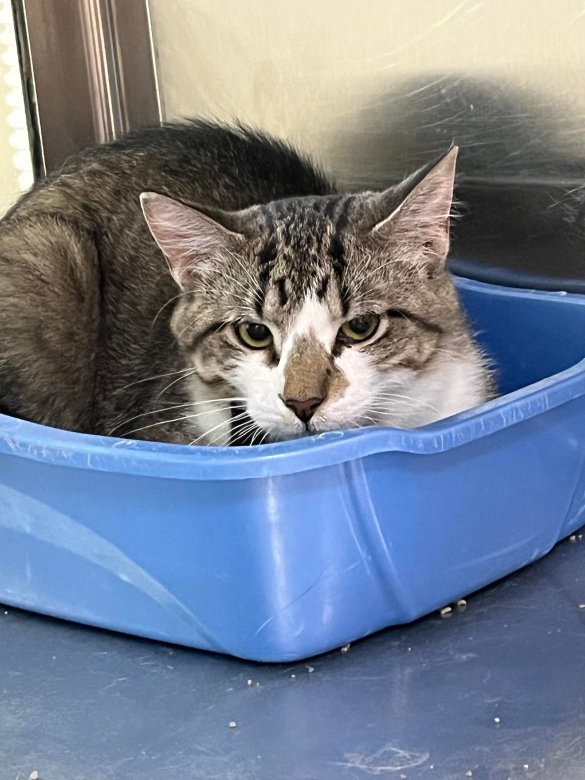 Billy, an adoptable Domestic Short Hair in Austin, MN, 55912 | Photo Image 1