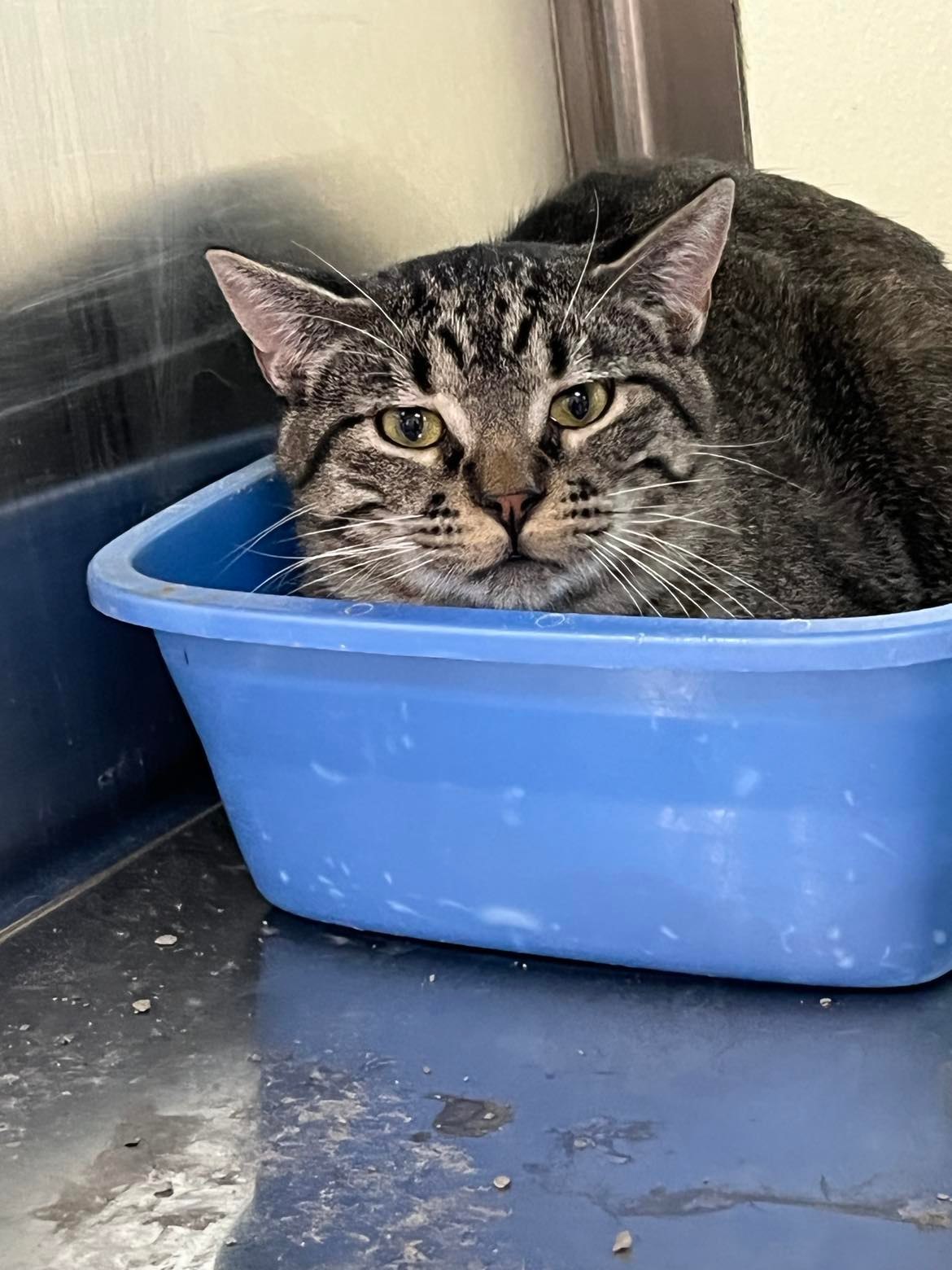 Lynn, an adoptable Domestic Short Hair in Austin, MN, 55912 | Photo Image 1