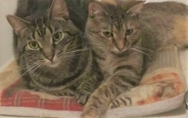 Rocky & Niblett, an adoptable Domestic Short Hair & Tabby Mix in St Charles, MO_image-2