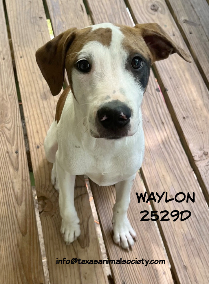 Waylon