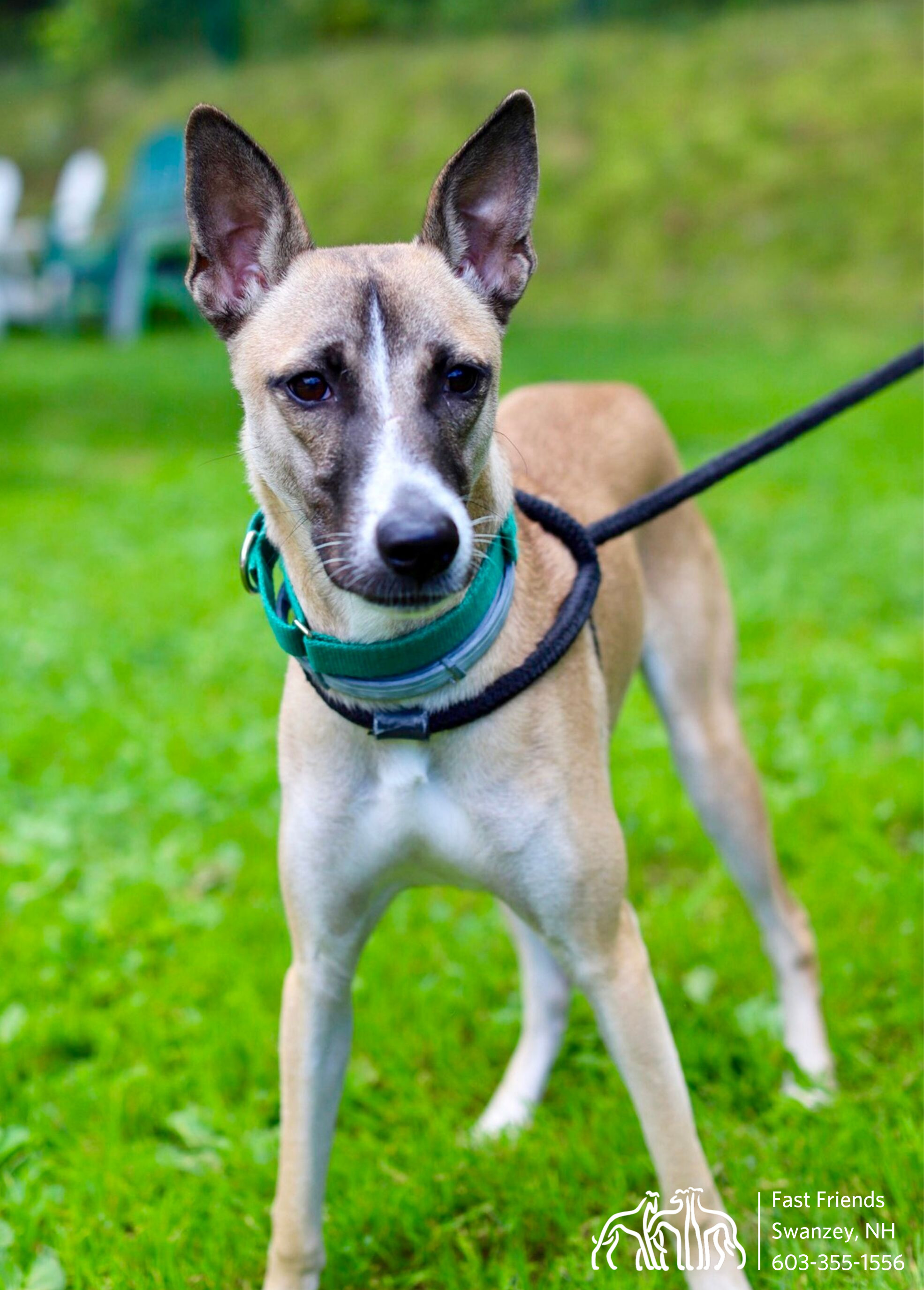 Angus, an adoptable Mixed Breed in Swanzey, NH, 03446 | Photo Image 2
