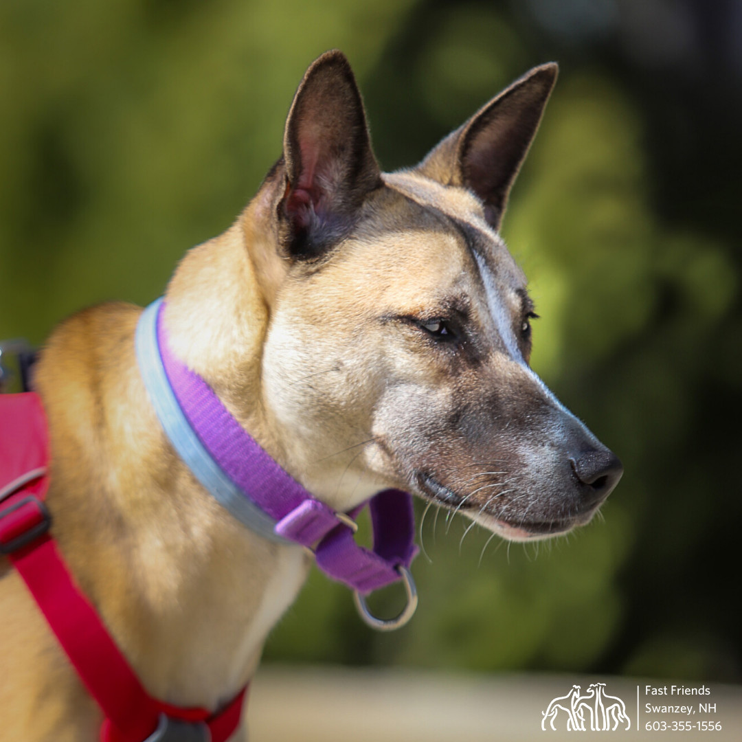Angus, an adoptable Mixed Breed in Swanzey, NH, 03446 | Photo Image 6