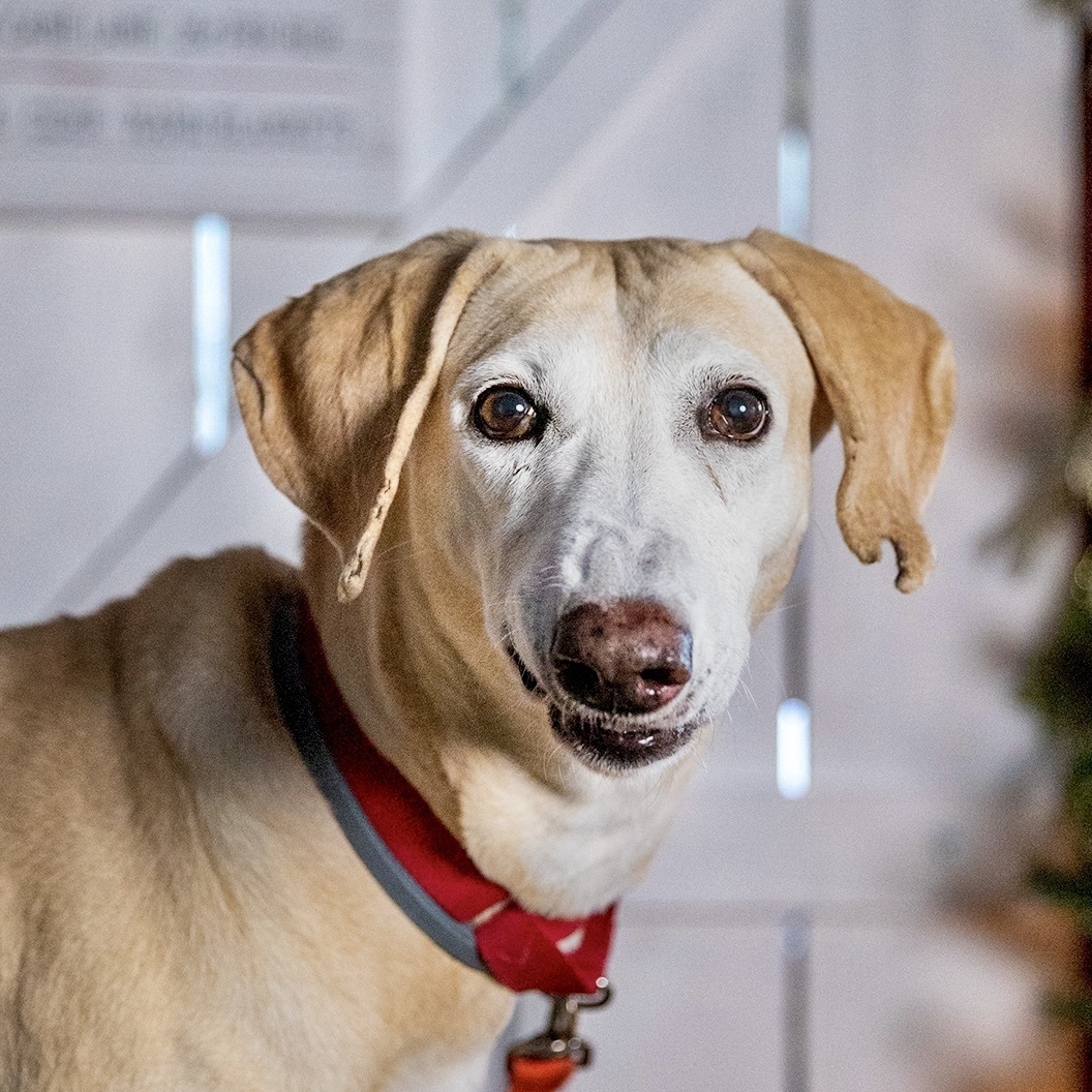 Rachel, an adoptable Greyhound, Saluki in Swanzey, NH, 03446 | Photo Image 2