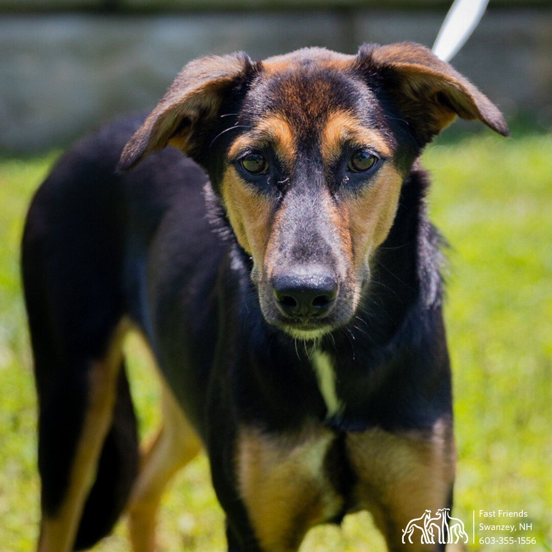 Lizzy, an adoptable Saluki, Mixed Breed in Swanzey, NH, 03446 | Photo Image 2
