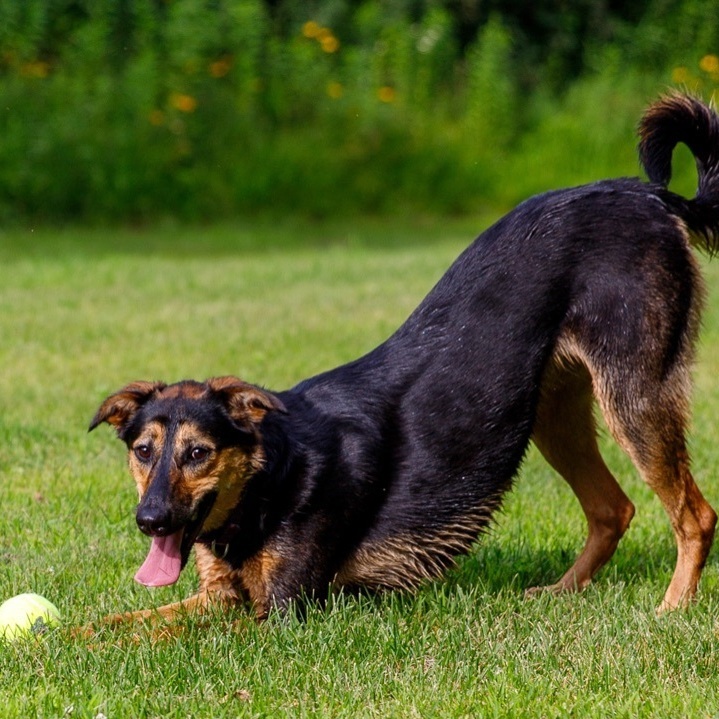 Lizzy, an adoptable Saluki, Mixed Breed in Swanzey, NH, 03446 | Photo Image 3